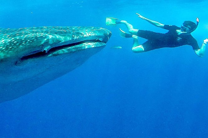 Reduced Group Whale Shark Tour - End of Tour