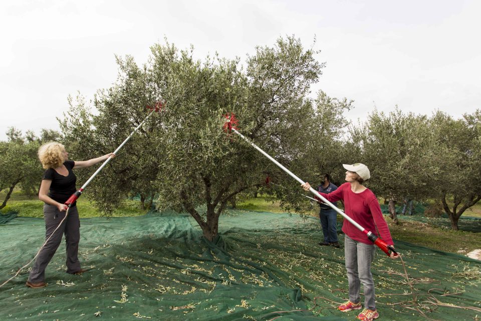 Rethymno: Olive Oil Tasting With Cretan Food Pairing - Details of the Tasting Event