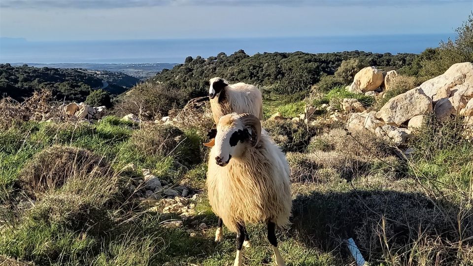 Rethymno: Shepherds Path Hike From Maroulas Village - Activity Highlights