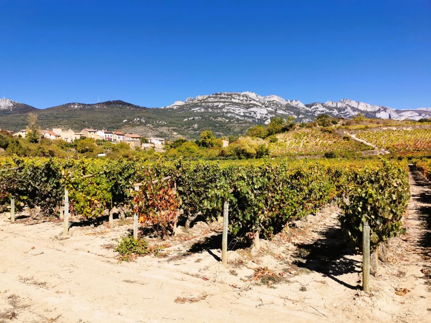 Ribera Del Duero Wine Region Private Tour - Activity Description