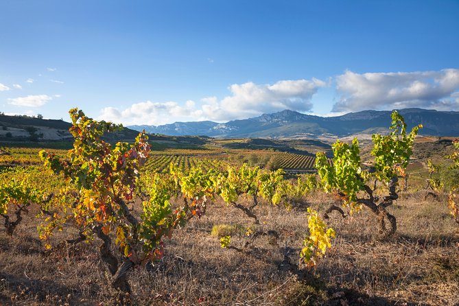 Rioja Wine Tour: 2 Wineries From Bilbao - Wine Tasting Experience