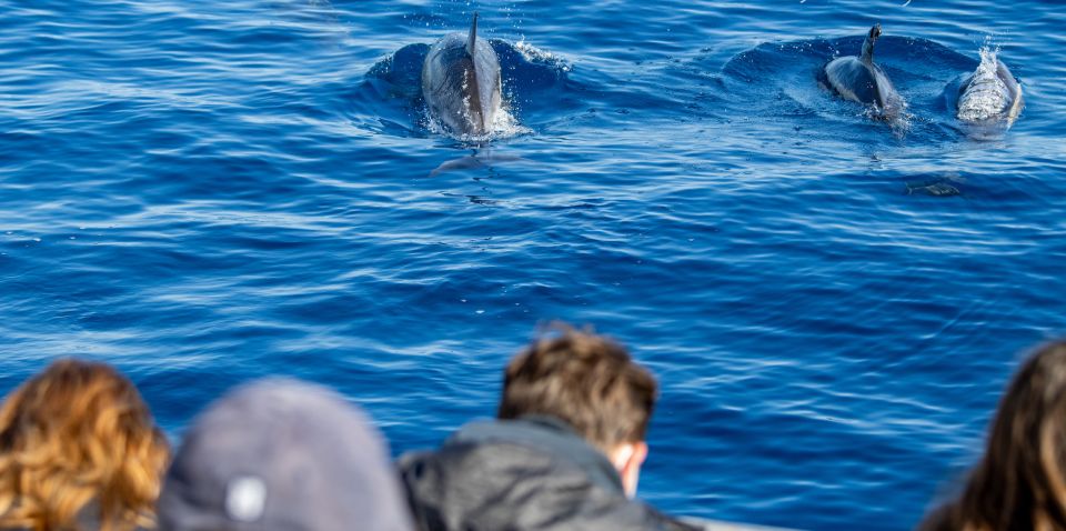 São Miguel: Wild Swimming With Dolphins - Pricing Information