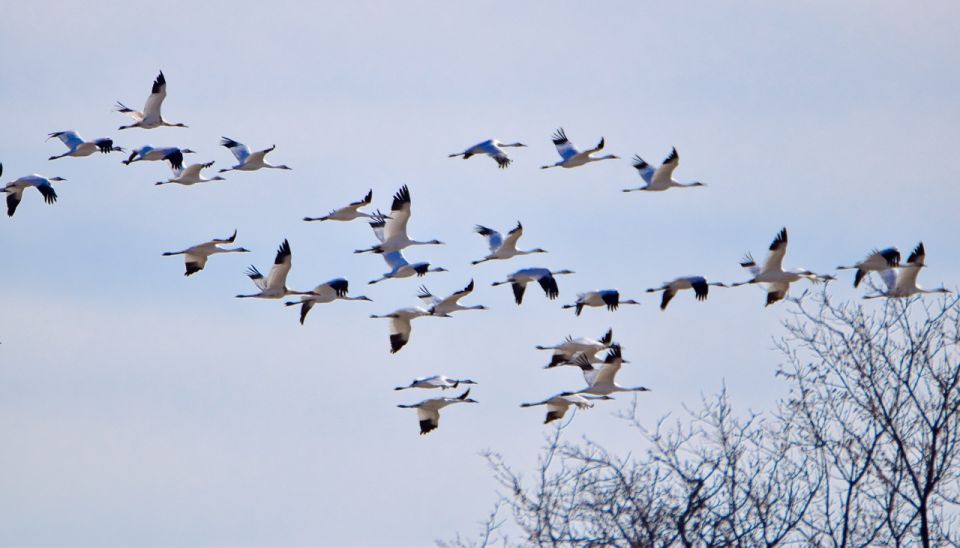 Saskatoon, Canada: 8-Hour Tour to View Whooping Cranes - Reservation Process