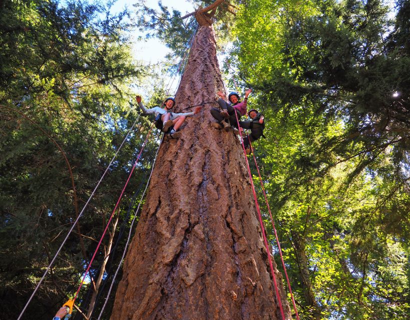 Silver Falls State Park: Tree Climbing Sunset Tour - Full Description