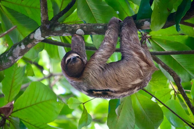 Sloth and Kayak Tour in Punta Uva Beach and Jungle - Booking Details