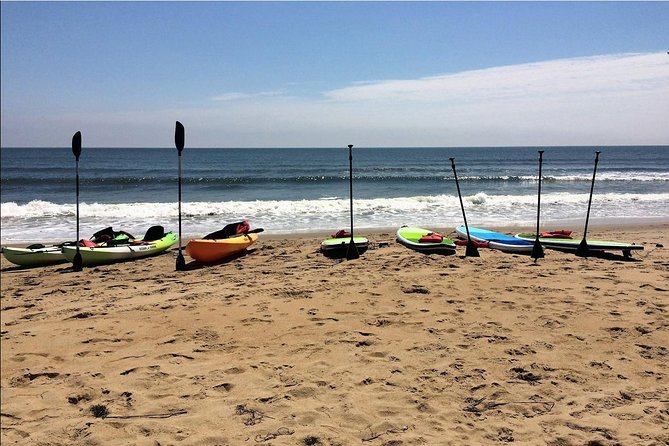 Small Group Dolphin Kayak Eco-Tour - Experience Highlights