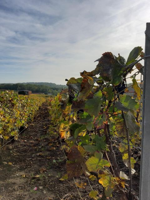 Small Group Guided Tour Champagne by Van Meet Local Producer - Tour Activity Description and Features