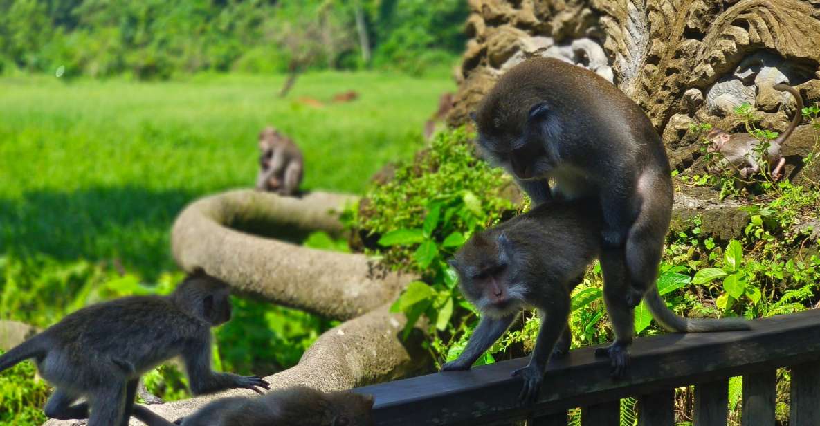 Solo Traveling Ubud Tour Bike Tour WITH Friendly Guide - What to Expect on Tour