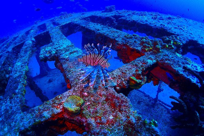 Special!! 2 Tank Wreck & Drift Reef Dives - Inclusions