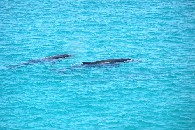 Stradbroke Island 4WD Day Trip From Brisbane - What to Expect on Tour