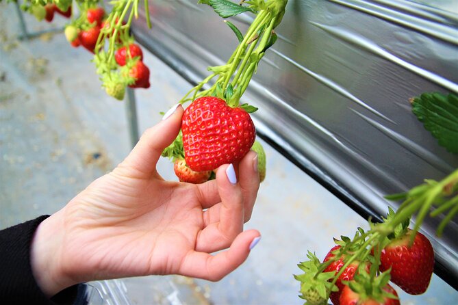 Strawberry & Eobi Valley Tour With Nami Island or Sled Option - Important Tour Information