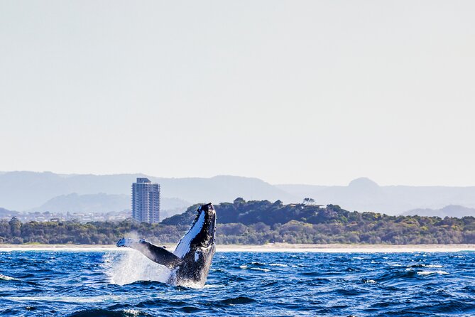 Swim With Whales Gold Coast - What to Expect Onboard