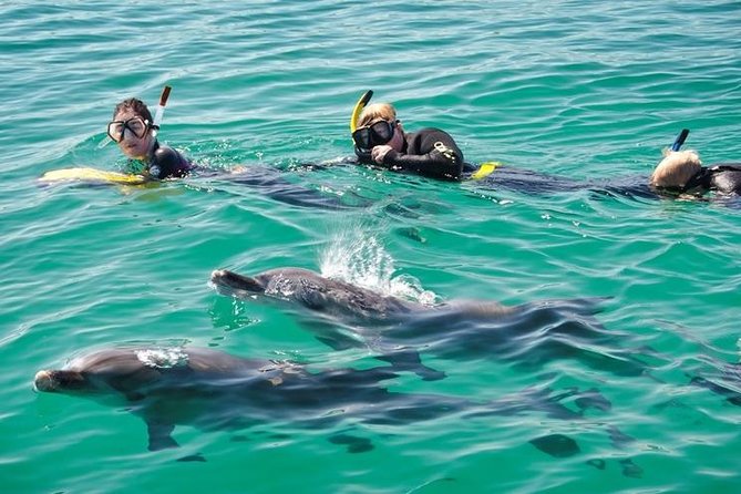 Swim With Wild Dolphins Day Tour - What to Expect on Board