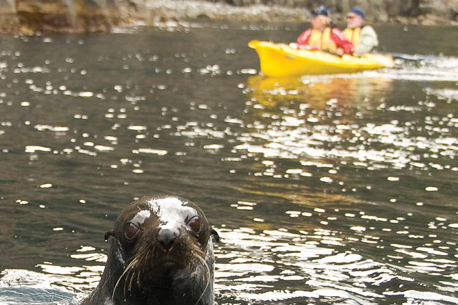 Tasman Peninsula Full Day Kayaking Tour - Essential Tour Details