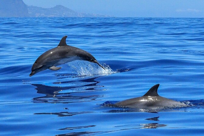 Tenerife Los Cristianos: Whale and Dolphin Eco-Yacht and Swim Stop - Reviews