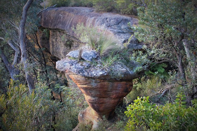 The Other Side of the Blue Mountains - Into the Rainforest Depths