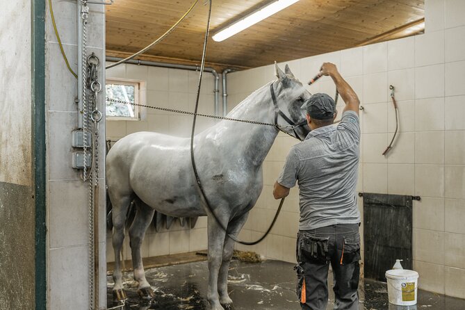 Vienna Horse-drawn Carriage Guided Tour - Inclusions and Amenities