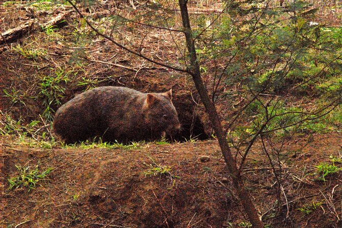 Walking With Wild Wombats Private Day Trip From Sydney - What to Expect on Tour