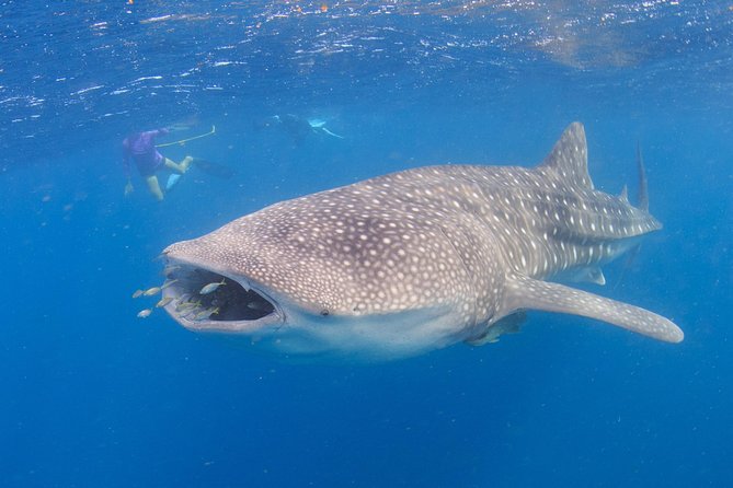 Whale Shark Safari - Planning Your Safari Adventure