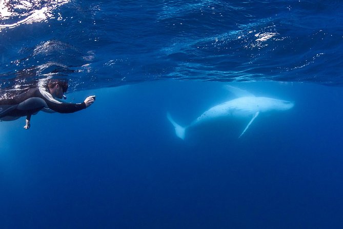 Whale Watching and Swim With Whales Cruise From Mooloolaba - Whale Watching in Coral Sea