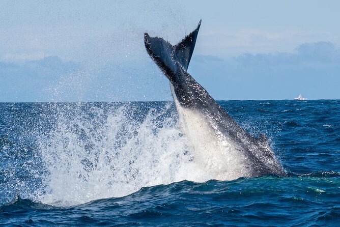 Whale Watching Boat Trip in Sydney - What to Expect on Board