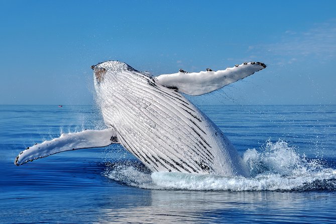 Whale Watching Dunsborough - Best Time for Whale Spotting