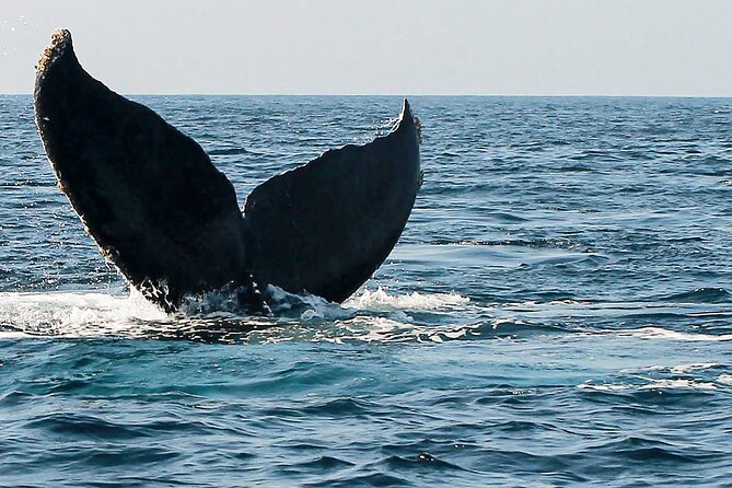 Whale Watching Guaranteed Experience in Puerto Vallarta - Booking Information