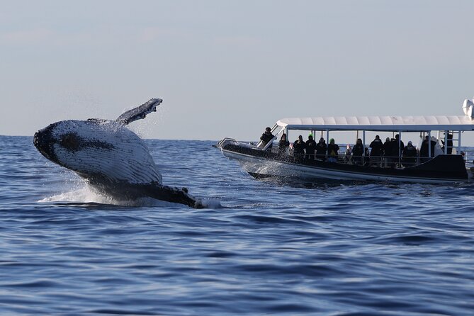 Whale Watching on Speed Boat With Canopy From Sydney Harbour - What to Expect on Tour