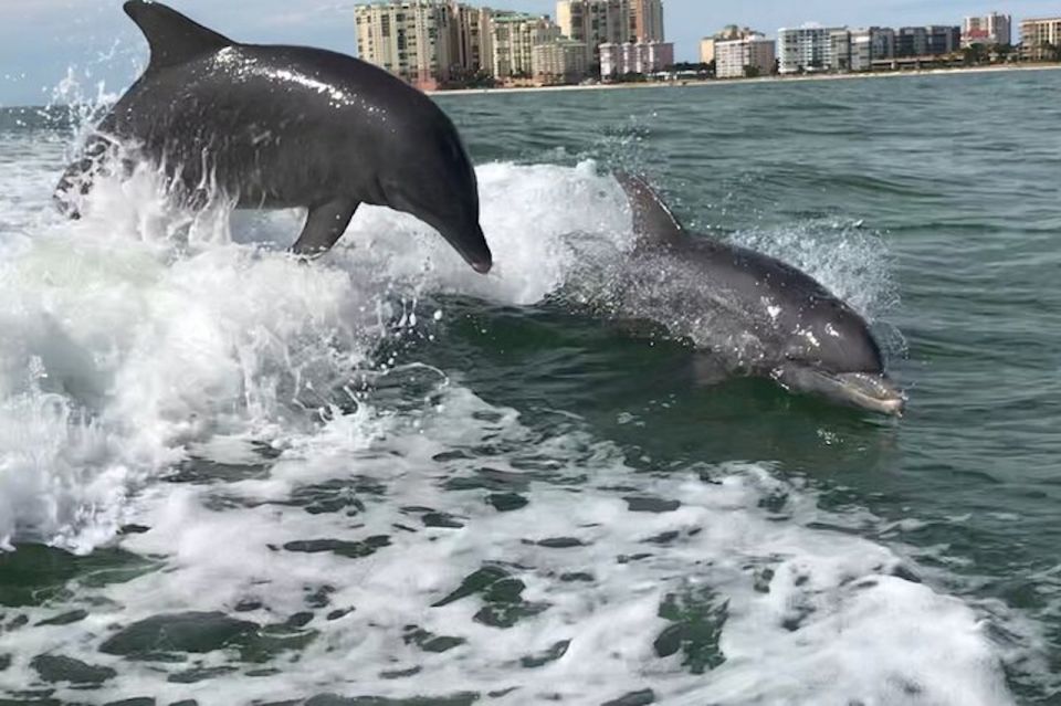 Wild Dolphin Boat Tour - Group Size and Features