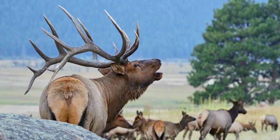 3/4 Day RMNP Mtn to SkyBear Lake Rd Tour-RMNPhotographer - Experience Highlights