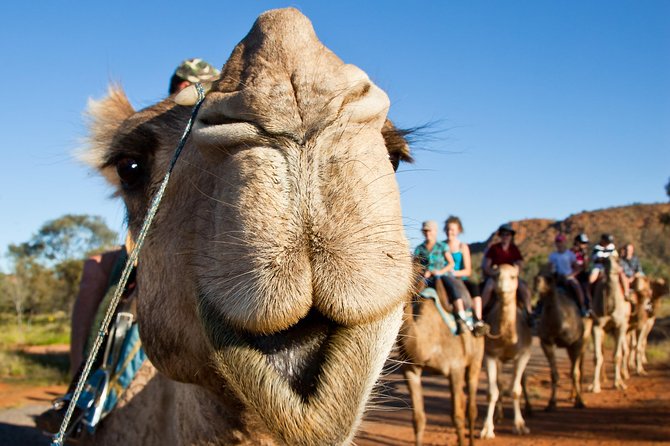 Alice Springs Camel Tour - What to Expect on Tour