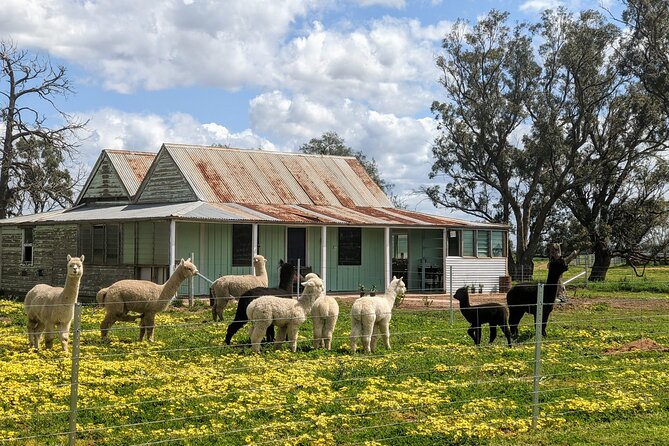 Alpaca Meet and Greet Experience in Tomingley - Farm and Fiber Insights