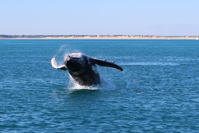 AOC Whale Watching From Broome - Expert Guides and Insights