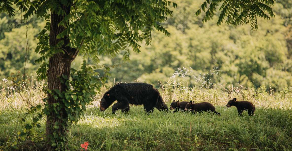 Banff: Highlights and Wildlife Group Tour - Wildlife Spotted