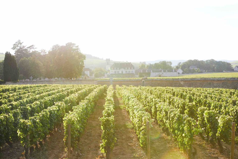 Beaune: Wine Tasting at Pommard Castle - Exploring Burgundys Terroirs