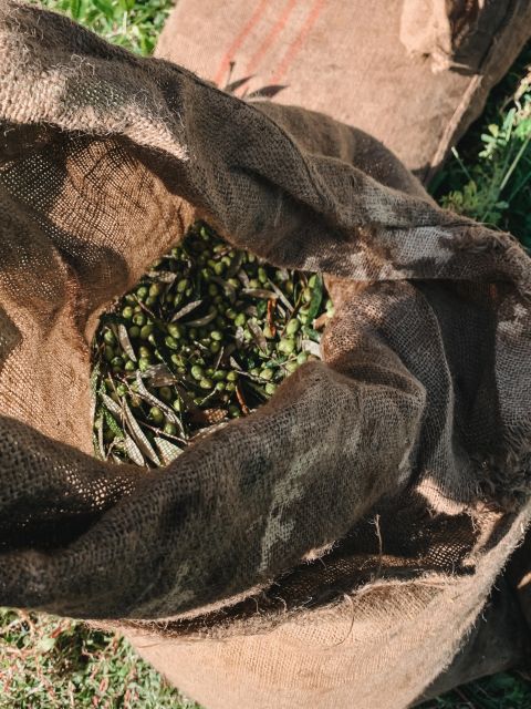 Chania: Full Moon Olive Harvest - Experience Description