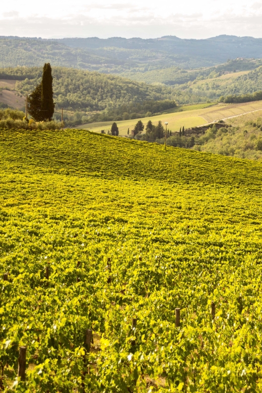 Chianti Classico and Super Tuscan Wine Tour - Duration and Languages