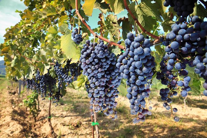 Chianti Half-Day Wine Tour in the Tuscans Hills From Pisa - Tour Details and Inclusions