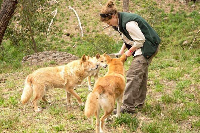 Cleland Wildlife Park Experience - From Adelaide Including Mt Lofty Summit - Personalized Small-Group Tour Experience