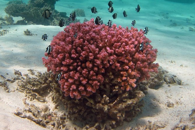 Coral Bay 1-Hour Coral Viewing - Meeting and Departure Details