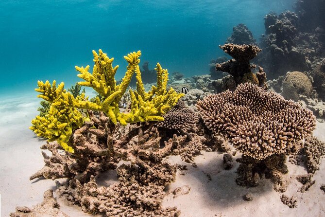 Coral Bay 2-Hour Coral Viewing and Snorkeling - Why Choose This Tour