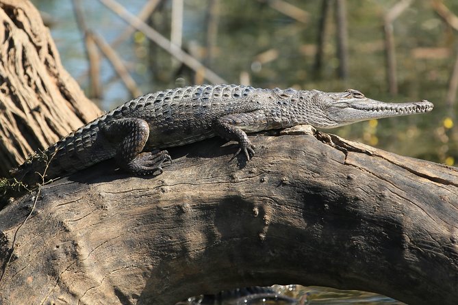 Corroboree Billabong Wetland Cruises - 1.5 Hour Morning Cruise - What to Expect Onboard