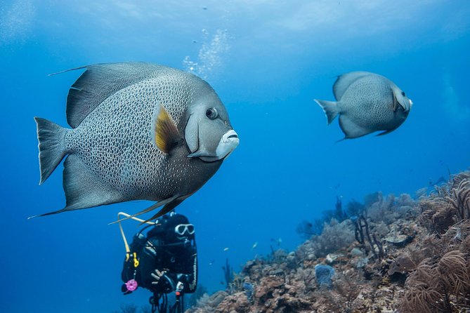 Costa Maya Two-Tank Dive For Certified Divers - Inclusions and Requirements