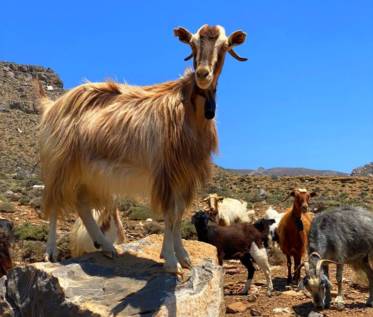 Crete: Jeep Safari, Mountains, Goat-Keeping & Cheese Making - Immersive Goat-Keeping Experience