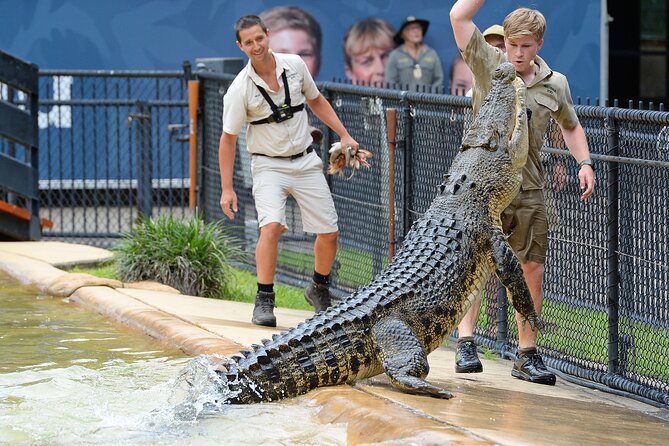 Croc Express to Australia Zoo From Gold Coast - Australia Zoo Highlights and Tips