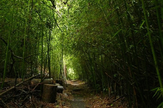 Day Tour to Paronella Park, Lake Barrine and Millaa Millaa Falls - Discovering Lake Barrines Secrets