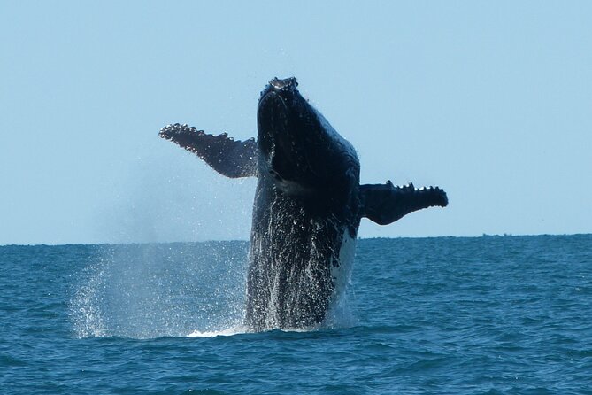 Deluxe Mega Fauna Humpback or Whaleshark Swim Ningaloo Reef - Expert-Led Small Group Tour