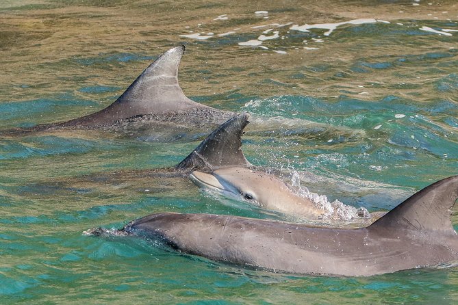 Dolphin Watch + Sailing - Port Stephens - Cancellation and Refund Policy