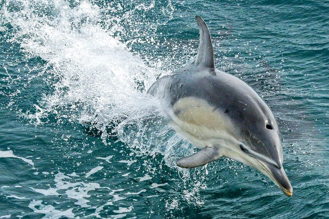 Dolphin & Whale Cruise - Mornington Peninsula Exploration