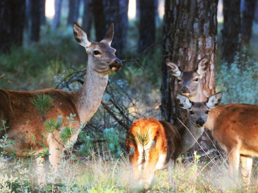 Doñana National Park: 2-Day Tour From Seville - Activity Details